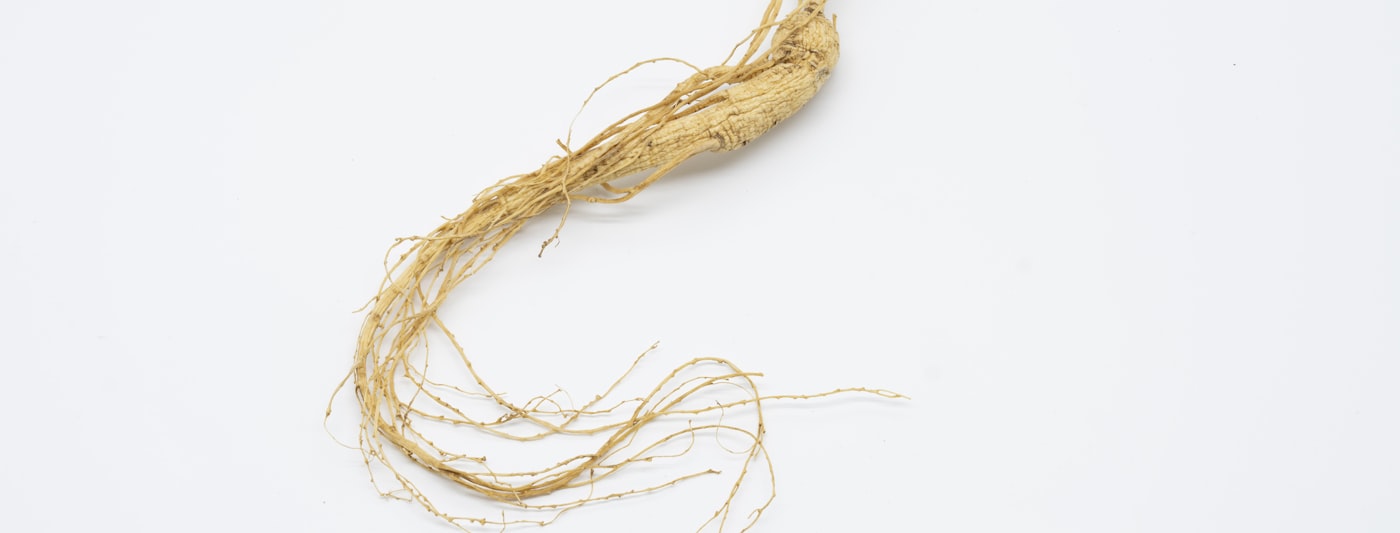 A dried plant root on a pale background